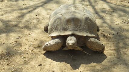 turtle animal in the zoo