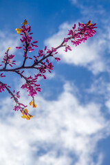 The spring blooms of the Royal Raindrops. The tree has vibrant, magenta flowers, and they completely take over the entirety of the crabapple’s branches creating a pink cloud atop the trunk.