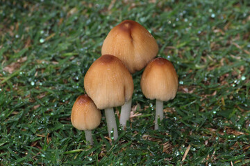 Wild mushrooms growing on a lawn. Coprinellus truncorum