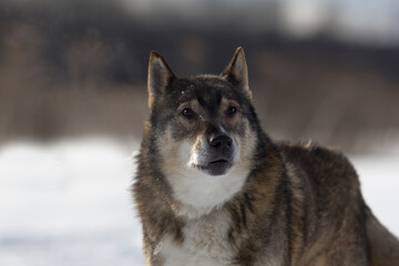 wolf in snow