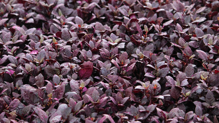 Purple Brazilian Joyweed planted a a hedge. The hedge has been recently trimmed. Alternanthera...
