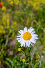 Obraz premium Blumenwiese