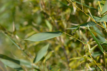 Bissets bamboo