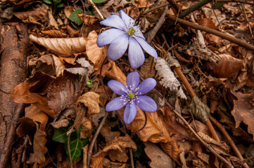 L’erba trinità o Hepatica nobilis è una pianta perenne della famiglia delle Ranunculaceae e...