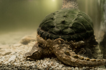 Alligator Snapping Turtle. tail and paws of the snapping turtle. underwater close-up rear view