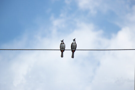 birds on a wire with sky as background