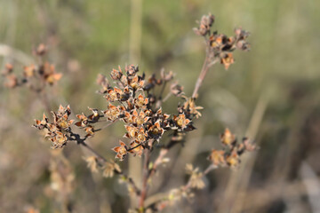 Shrubby Cinquefoil