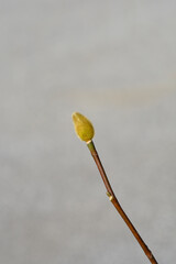 Magnolia Genie