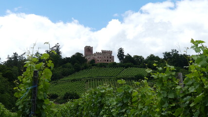 Fototapeta na wymiar Burg von Kintzheim in den Weinbergen des Elsass, Frankreich