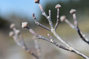 Flowering Dogwood Rainbow
