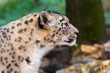 Portrait of an old snow leopard with rocks