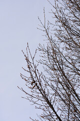 Obraz premium Pyramid hornbeam