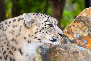 Portrait of an old snow leopard with rocks