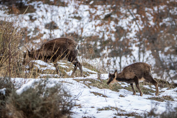 mother and calf chamois