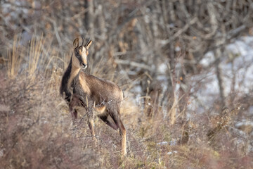 Portrait of a chamois