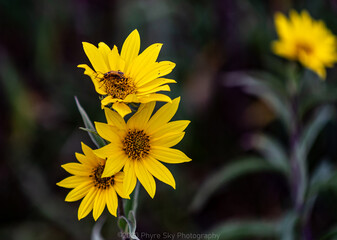 Sunflowers at sunset in a rural landscape 