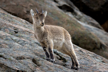 Naklejka premium Spanish Ibex
