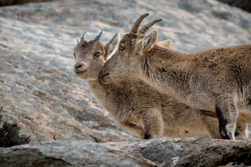 Spanish Ibex