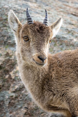 Spanish Ibex