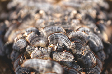 abstract composition of forest mushrooms