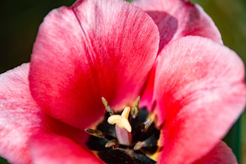 Pink tulip close up background