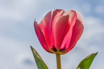 Pink tulip flower against blue sky