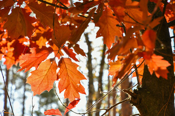 Yellow and red leaves. Autumn background.