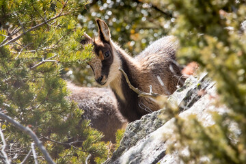 Fototapete bei efototapeten.de bestellen   