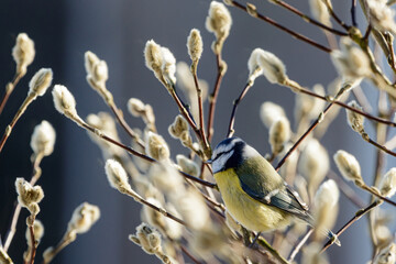 blue tit in a garden shrub