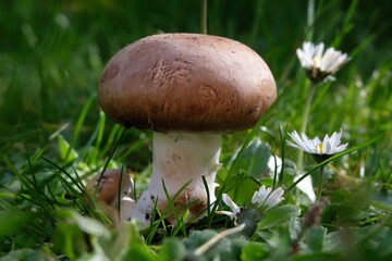 Champignon dans l'herbe en gros plan