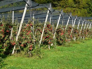 Herbstlich Apfelbaumplantage mit Hagelschutznetzen