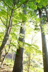 新緑の森林のイメージ