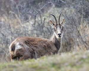Old female chamois