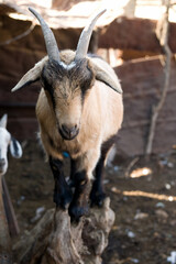 A gymnastic billy goat balancing on an old dry wooden stump