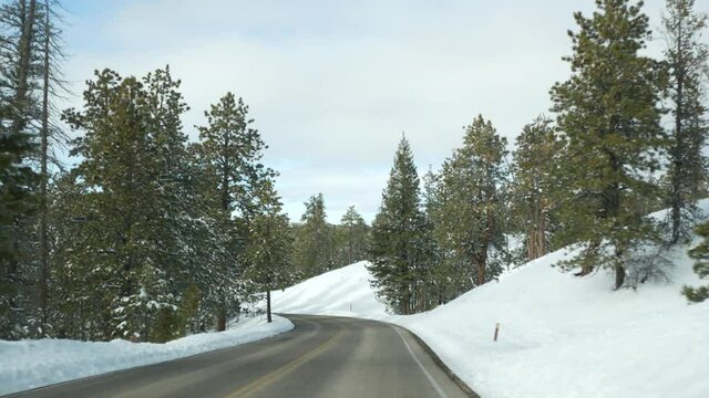 Snow in wintry forest, driving auto, road trip in winter Utah USA. Coniferous pine trees, view from car thru windshield. Christmas vacations, december journey to Bryce Canyon. Eco tourism to woods.