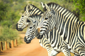 Cape Burchell's zebra in game reserve in South Africa