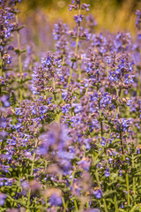 Obraz premium Blumenwiese