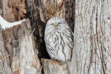 厳冬の北海道の森、真昼、大樹のうろで休むフクロウ