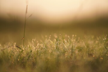 Early Morning Dew Drops on Grass -  Golden Hour Sunrise, Abstract Blurred Background