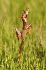 A closeup of the long -lipped tongue orchis ,  Serapias vomeracea in the Gard, France