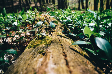 Waldlandschaft