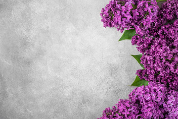 Lilac flowers on gray concrete background with copy space. top view. flat lay. wedding or holiday concept