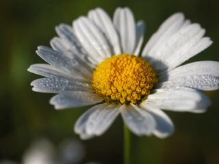 Obraz premium Close up of white flower with dew on it - Leucanthemum vulgare (oxeye daisy)