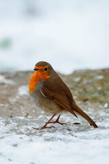 Close up of a common red robin