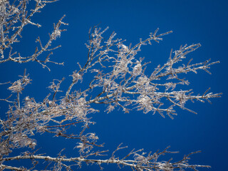 Frost on tree with blue skies