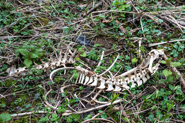 Muntjac deer spinal skeleton and lower jaw