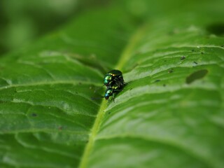 Two bugs are copulating on a green leaf