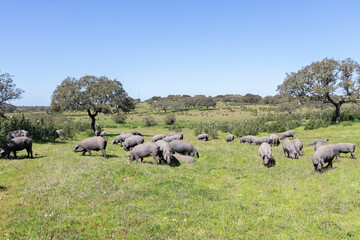 Obraz premium Iberian pigs grazing in the Huelva countryside. Pigs in the pasture with holm oaks in Andalusia, Spain