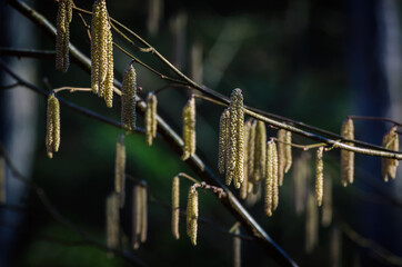 HERALDS OF SPRING - Blooming hazel in the sunshine 