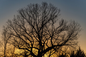 Tree silhouette at sunset in rural landscape